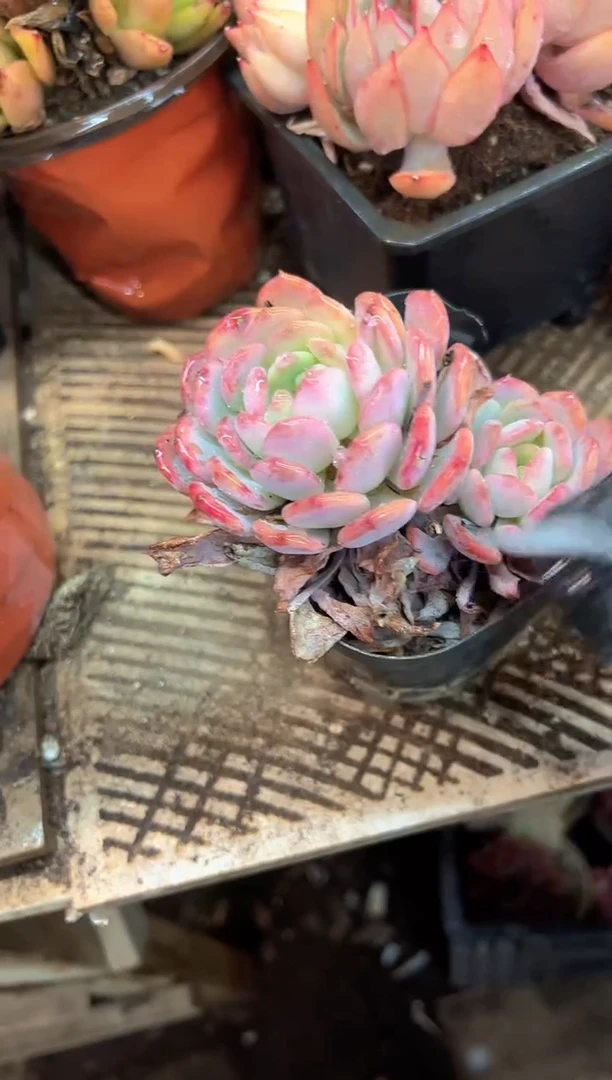 9*多肉植物一物一拍03520