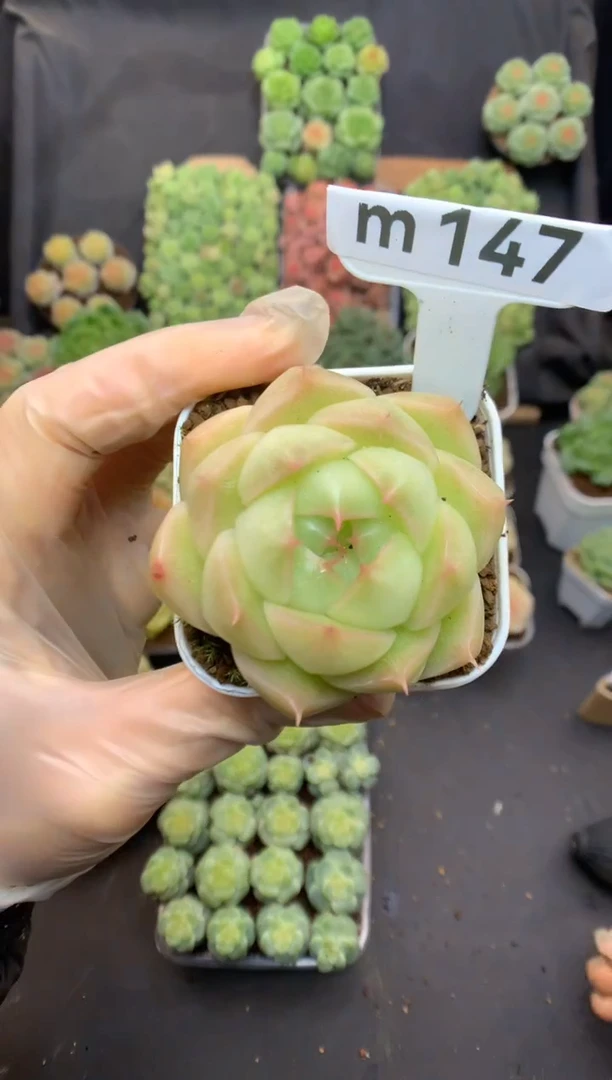 m147 珍妮麦秆 可带盆土 15