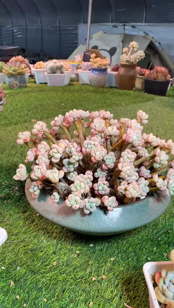 【闪购商品】0691a