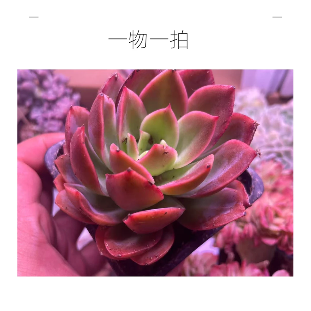 多肉一物一拍（带盆带土）植物盆栽阳台室内  凑单满39包邮
