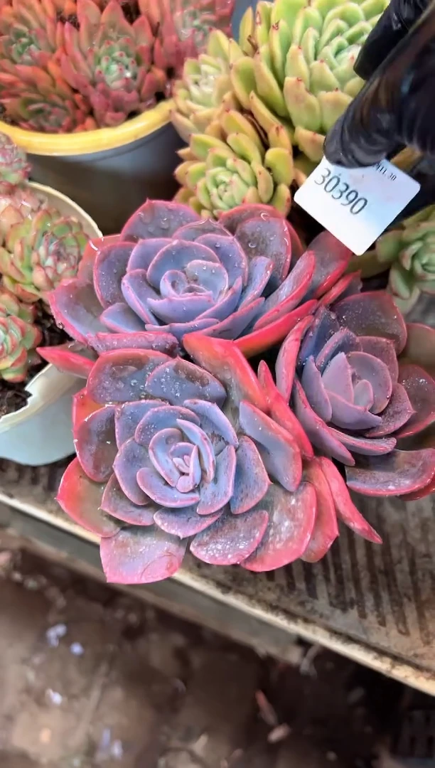 林****子多肉植物一物一拍30390