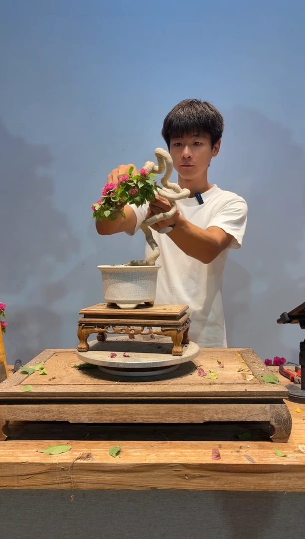 无花朵松*三角梅专场一物一拍46