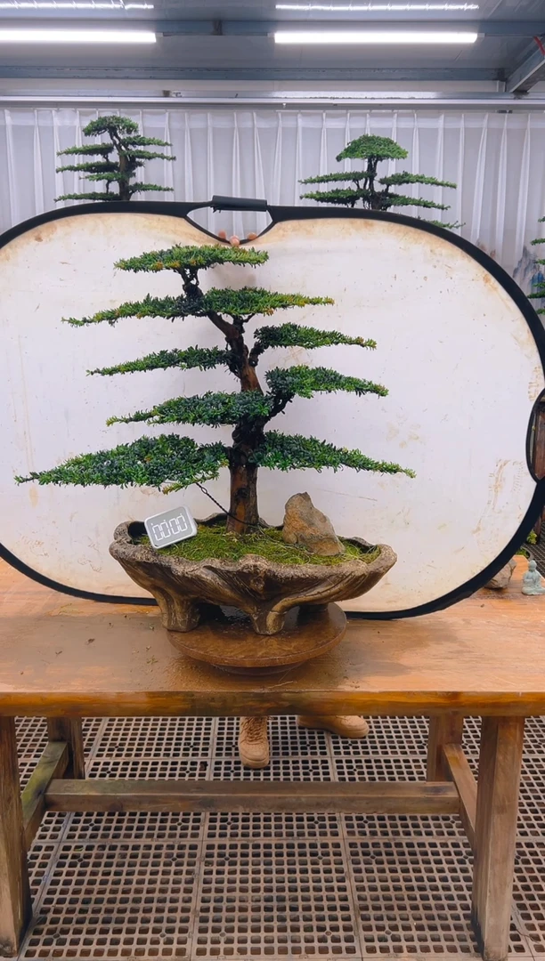 无花朵精品盆景直播间一物一拍