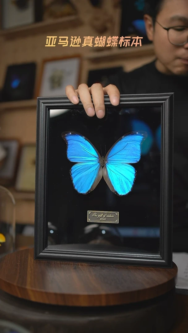 大蓝闪蝶黑绒底版10寸欧式框