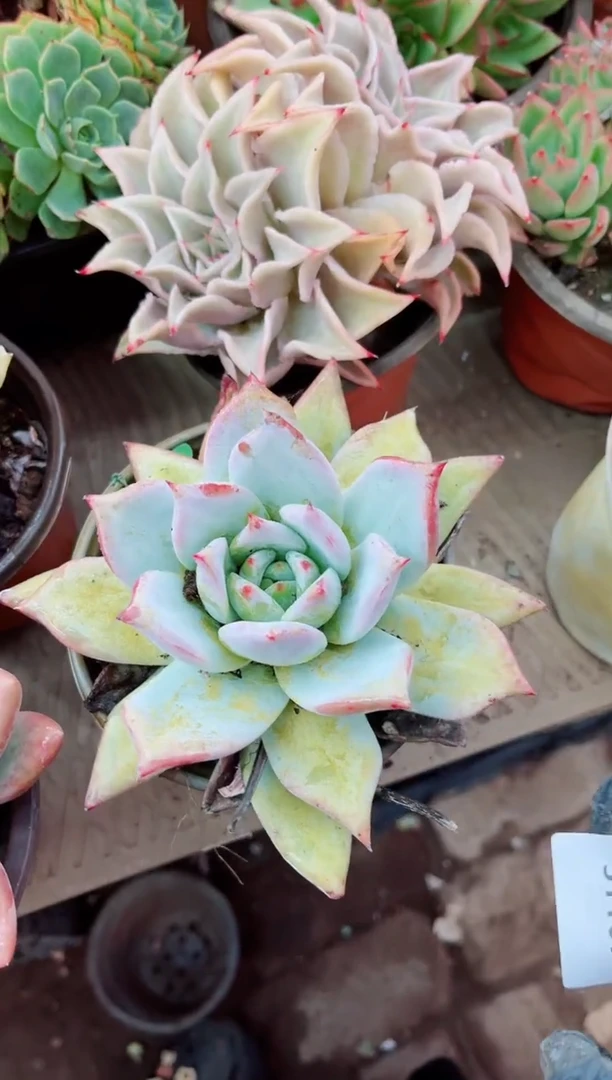 勿****༻多肉植物一物一拍31107