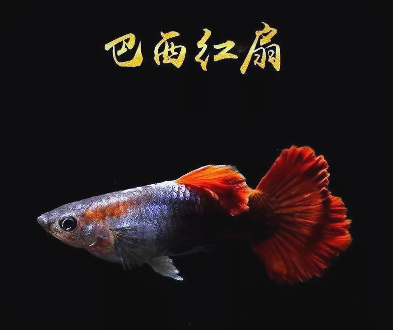 （七彩蕾丝）孔雀鱼小型热带观赏鱼纯种好养耐活适合新手养殖
