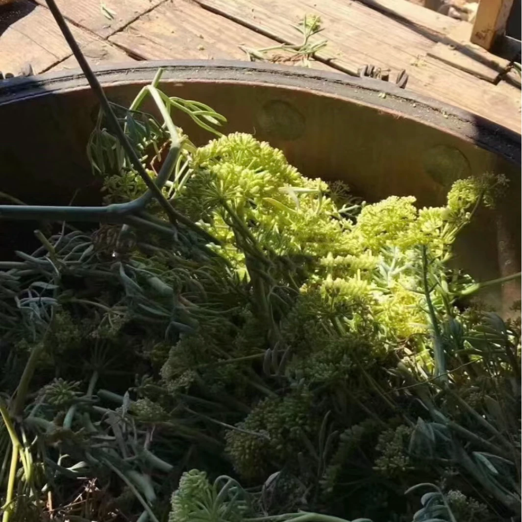 （昂贵精油）希腊海茴香单方精油