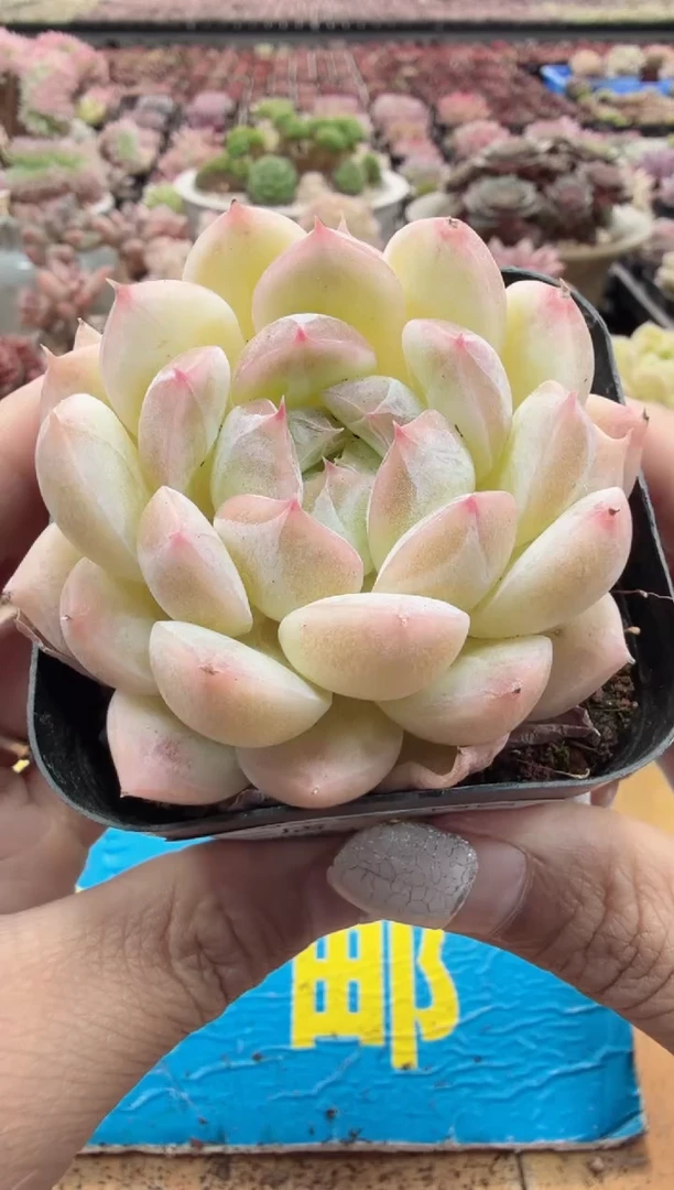 东云多肉园二店-204