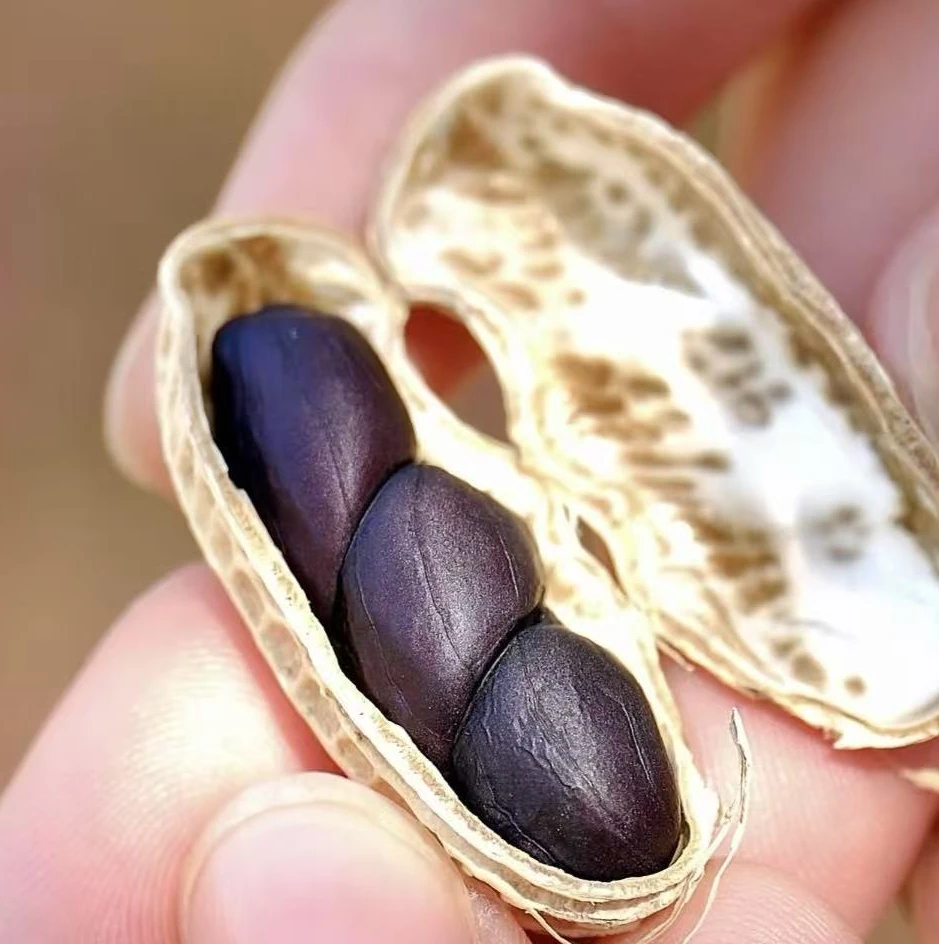 【田田】黑花生 原味干生花生香甜