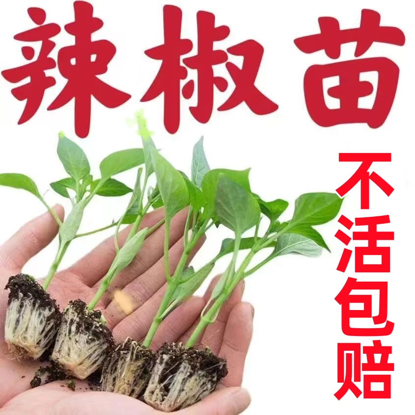 辣椒苗大全线椒薄皮椒甜椒螺丝椒杭椒美人朝天椒羊角尖椒四季种植