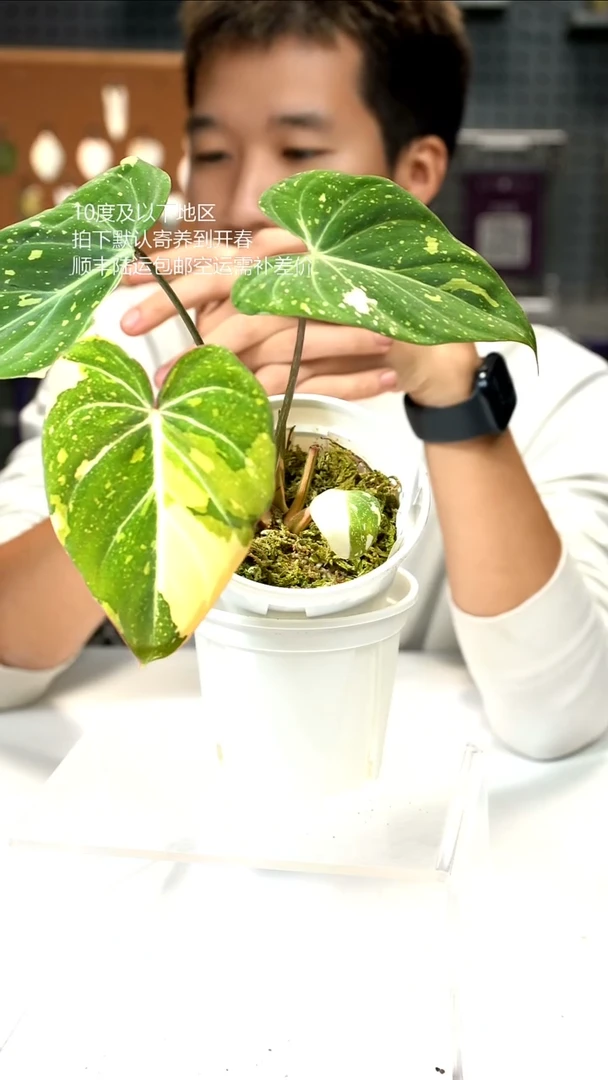 完全开放明脉锦