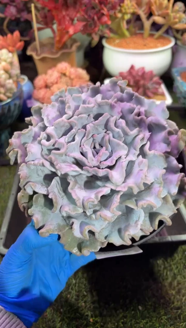 【闪购商品】08407