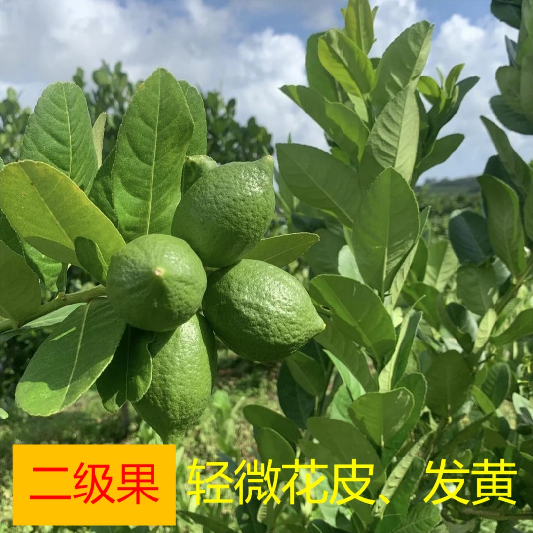 【2号果】香水柠檬 无籽 香味浓郁 酸性低 无苦涩味 泡水柠檬茶必备