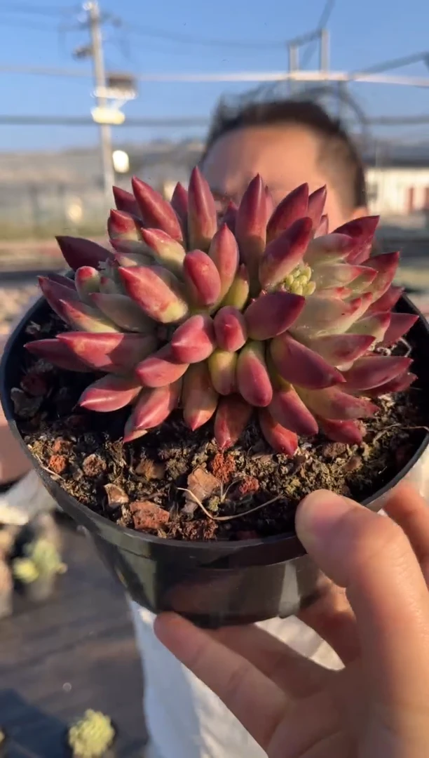 【闪购商品】5-双头起二代虞美人带盆土11.88