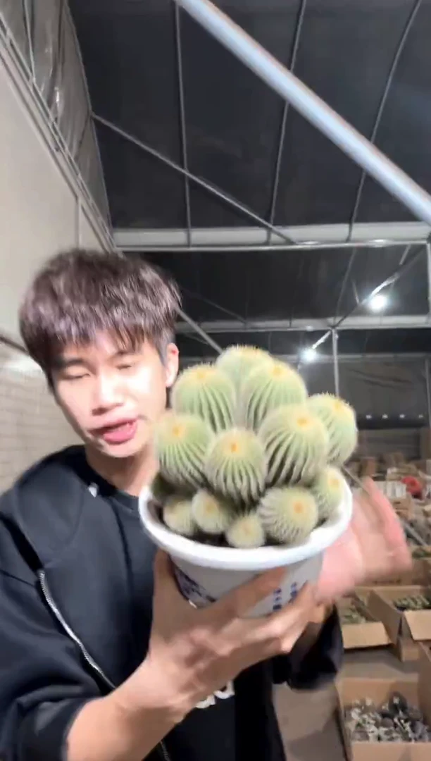 超大 金冠群生【带根】