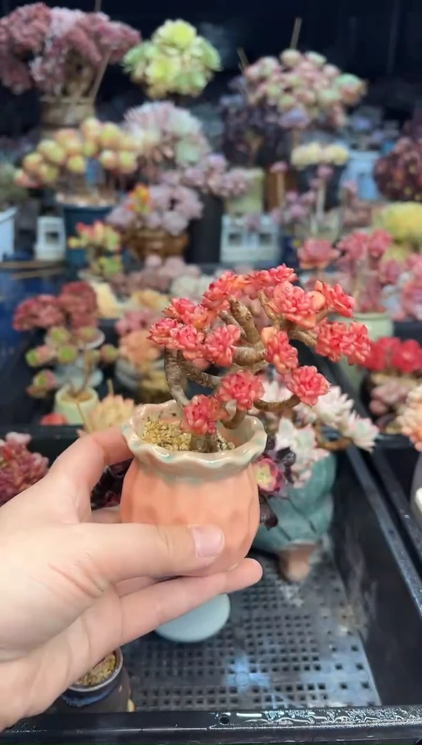 【闪购商品】474不带盆