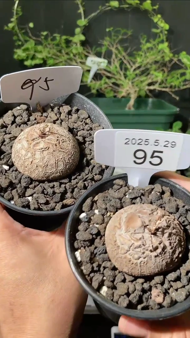 95号5.29.福利南非龟甲龙一组