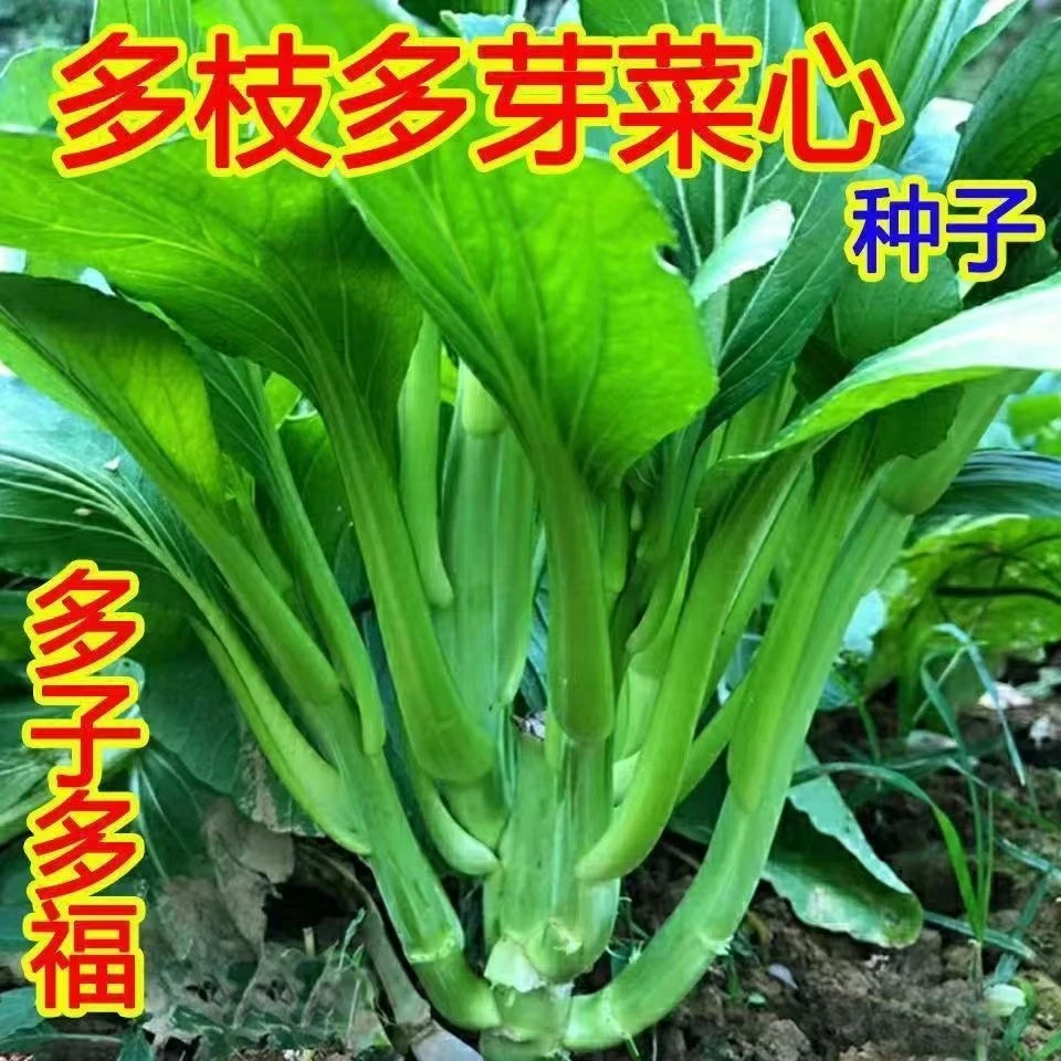 【全店满8包包邮】多子多福甜菜心