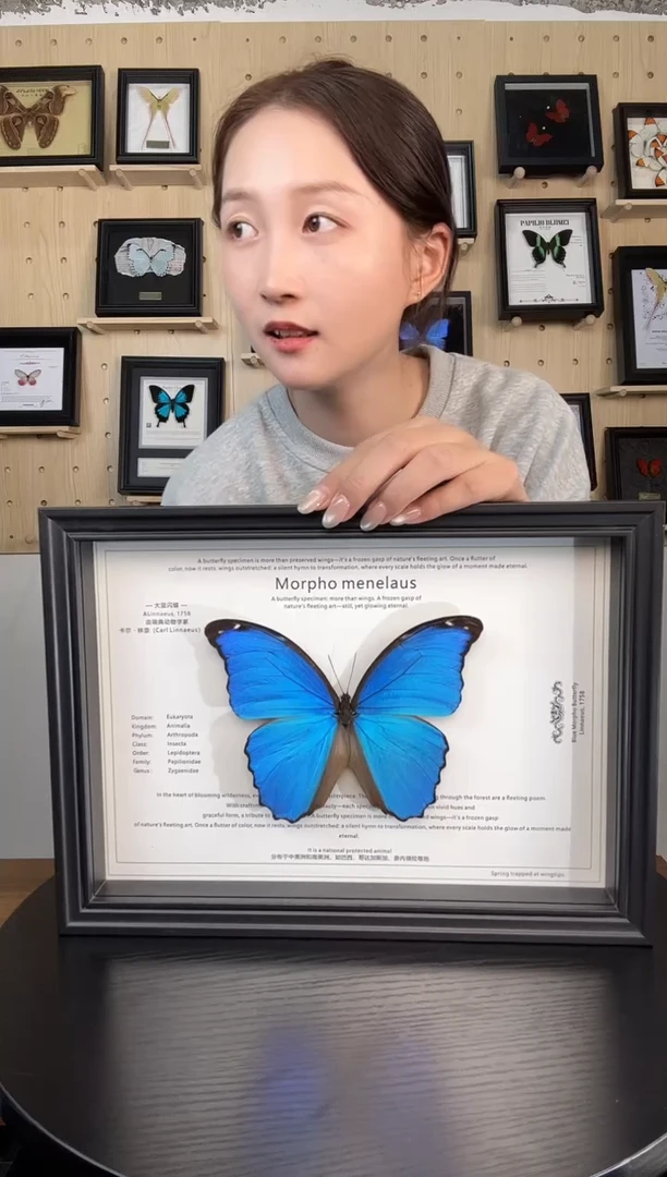 横版大蓝闪蝶（蝴蝶装饰画A4框）