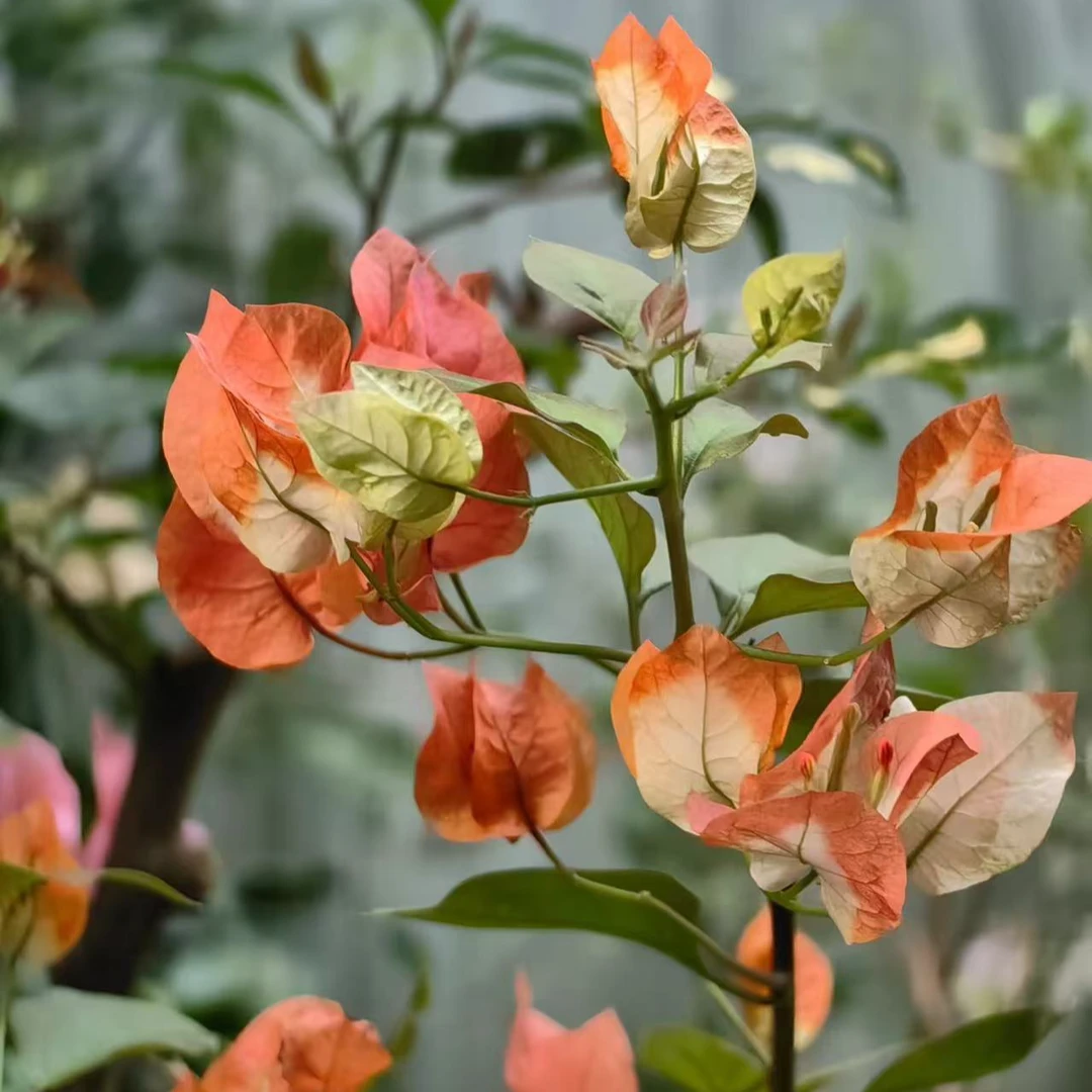 （许小哥）嫁接橙口红网红爆款三角梅