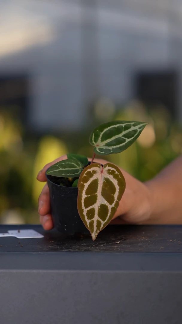 完全开放粉男孩杂