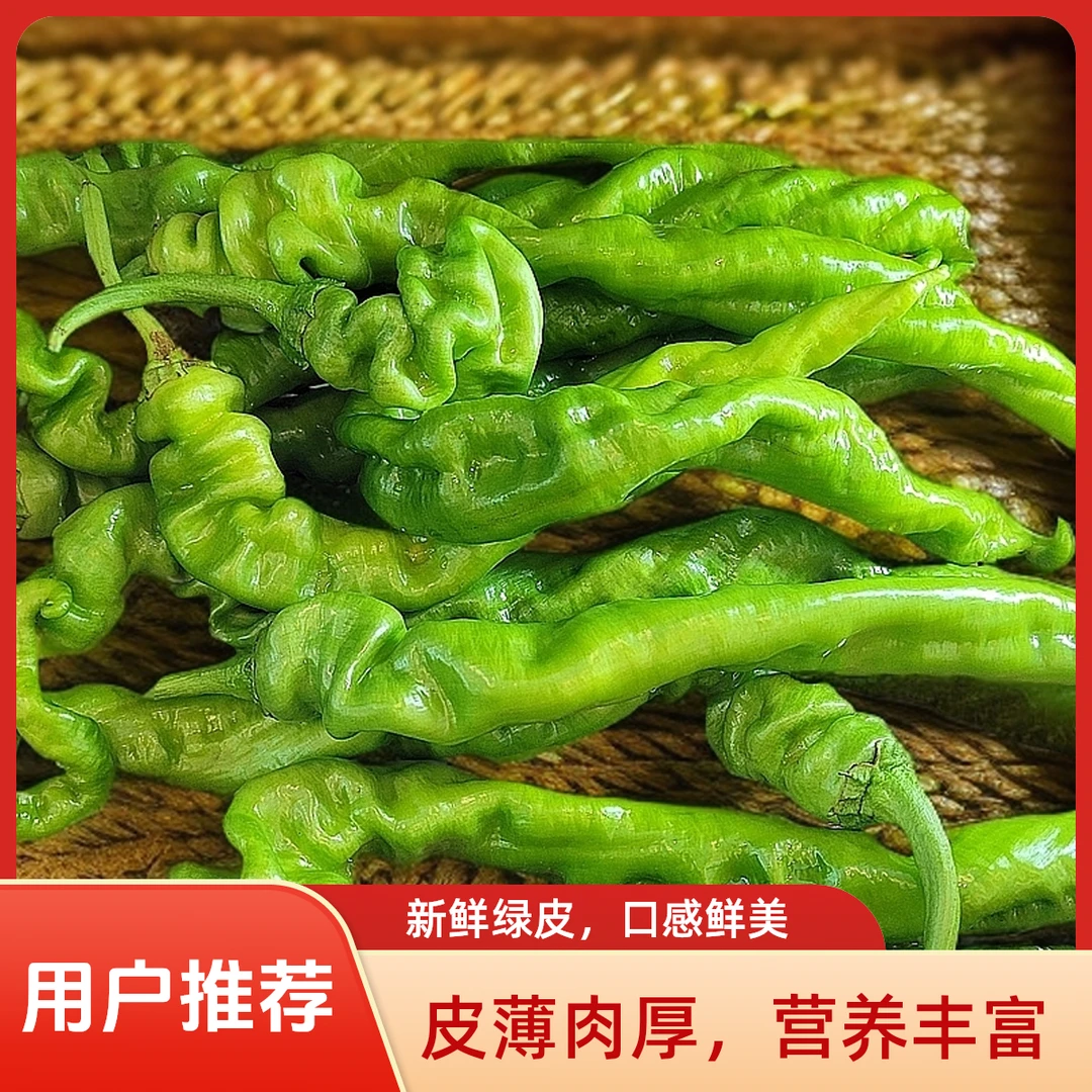 2025年新鲜采摘辣椒/螺丝椒，现摘现发 3斤/5斤包邮