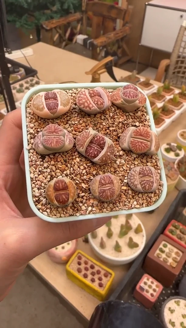 【闪购商品】22-40菊一颗