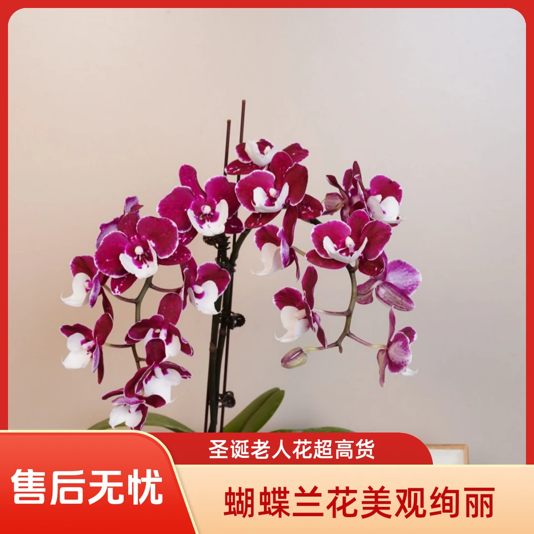 悠花里蝴蝶兰超高货【圣诞老人】带花带花苞3.0寸开花珠