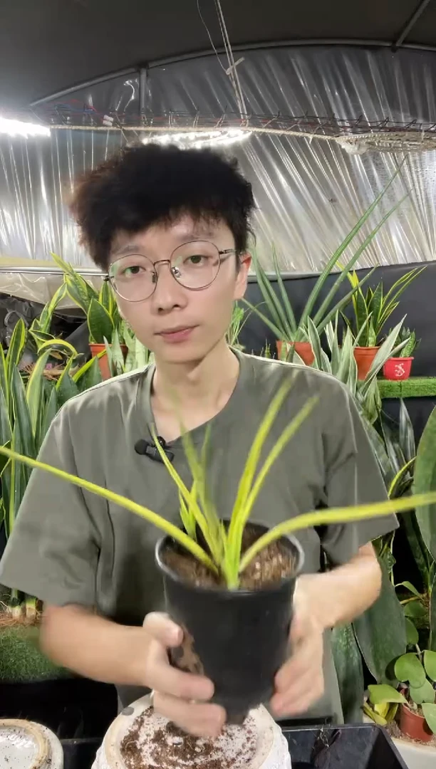 帕瓦锦带盆土68.8