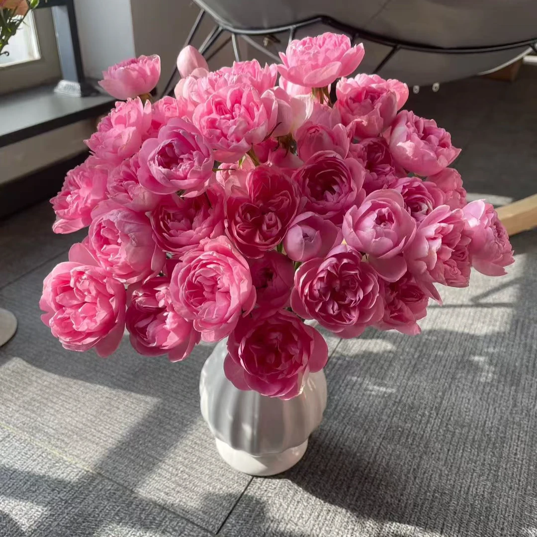 （牛牛甄选）AA级午夜七星多头玫瑰 云南基地现采现发 一单也包邮