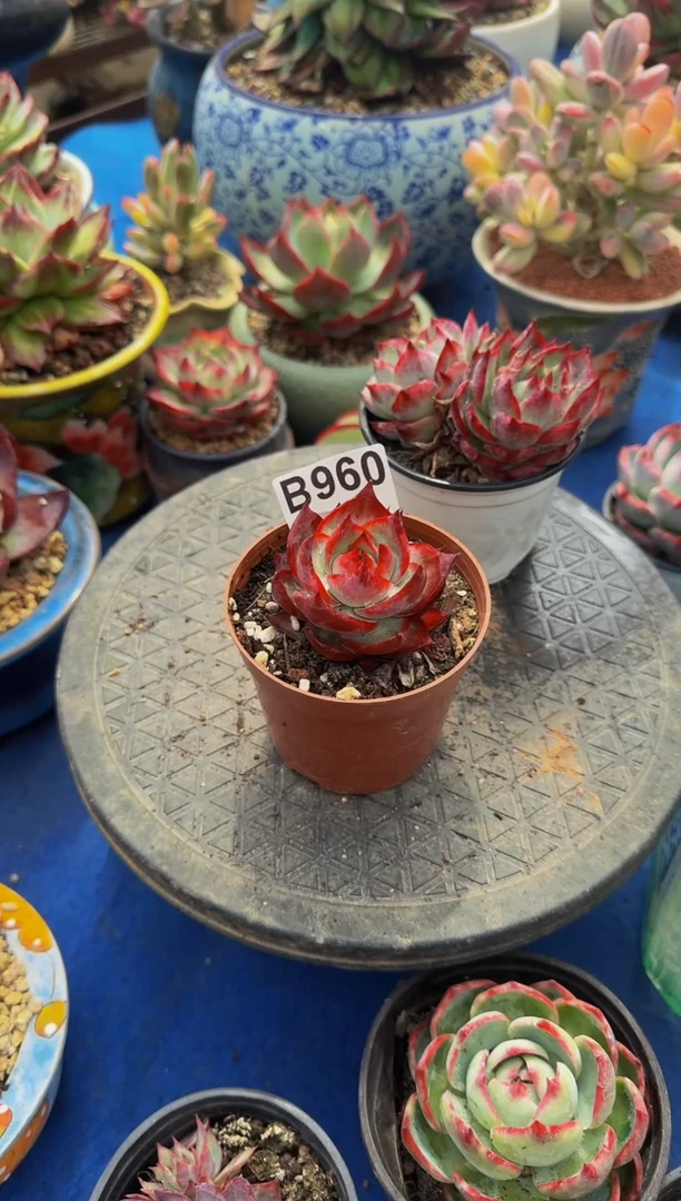 B960惊鸿仙子----