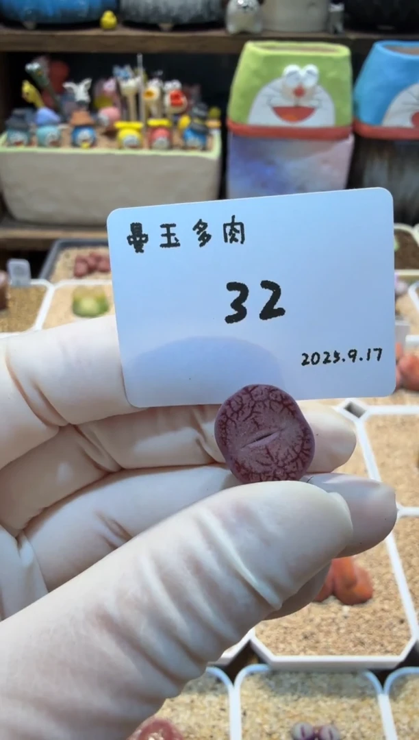 燃***毛25.9.17-32多肉