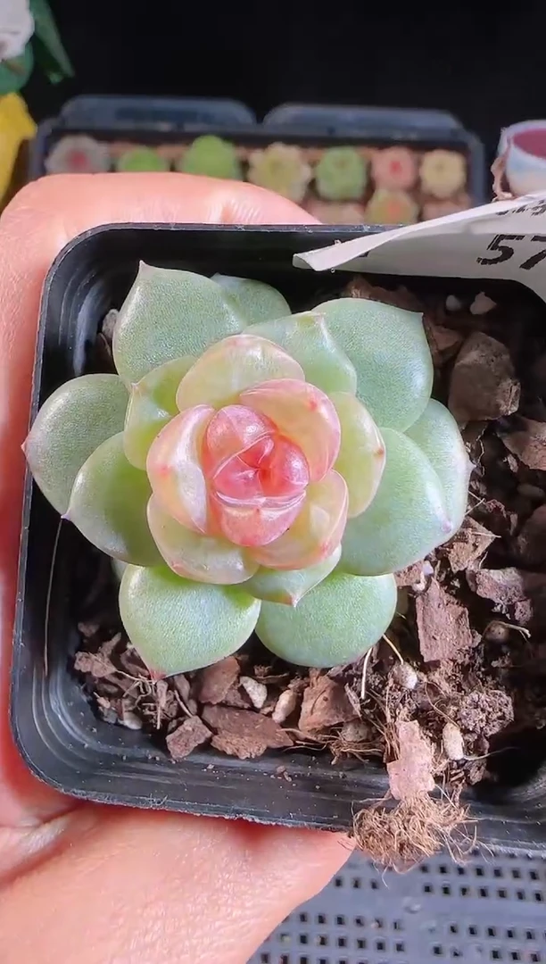 1110-576bl-4（群生不包整）