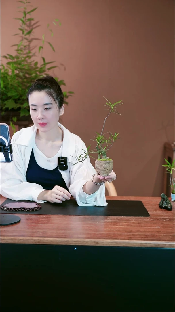 无花朵栀子花盆景盆景盆景