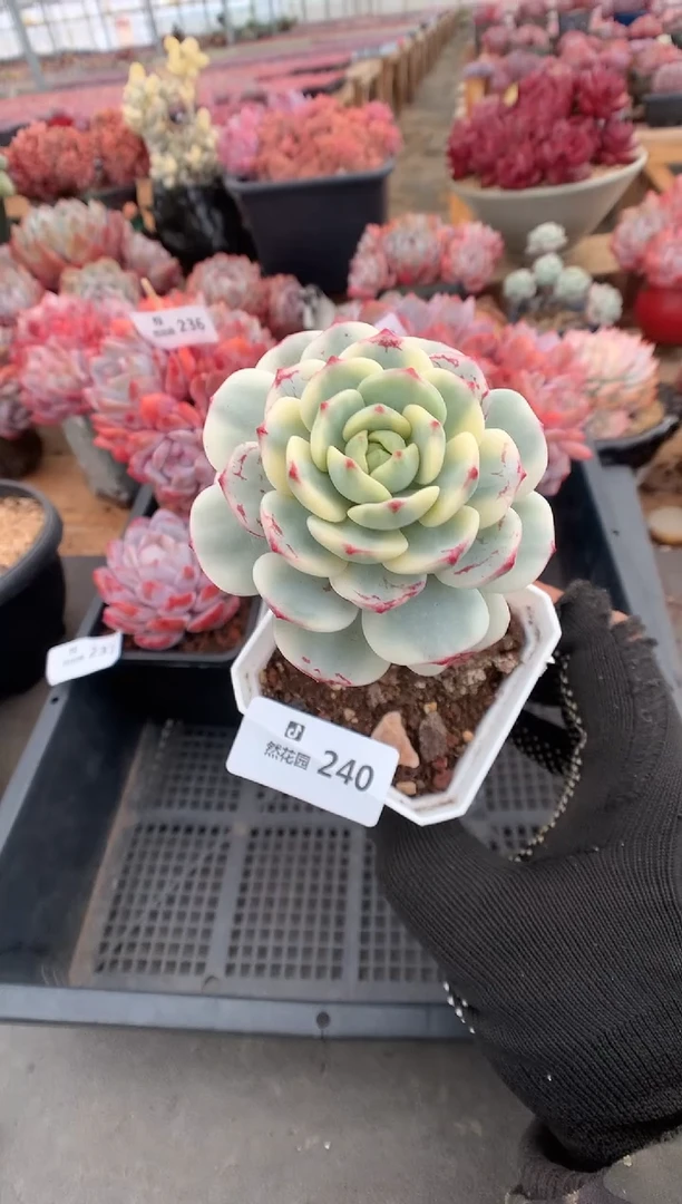 240香草锦多肉植物一物一拍