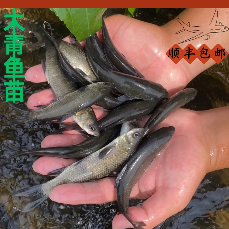 青鱼苗螺蛳青鱼现捞现发新鲜活鱼乌黑皖淡水螺丝大青鱼淡水养殖