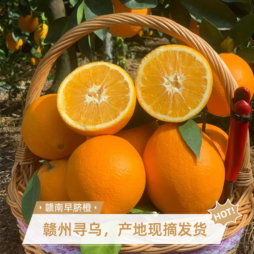 【赣南脐橙】江西寻乌早熟橙子新鲜现摘甜橙孕妇应季水果5/10斤装