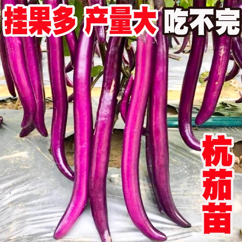 杭茄一号茄子秧苗春季蔬菜苗青长茄子四季老品种紫茄子带土线茄苗