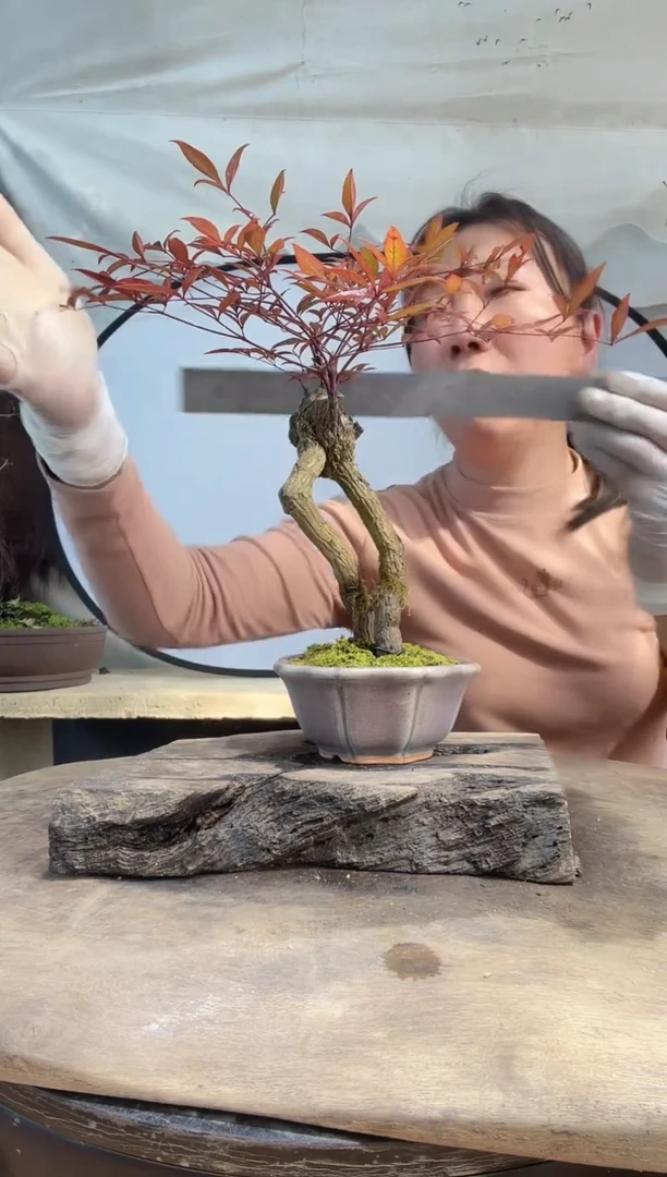 无花朵老桩盆景 南天竹一物一拍