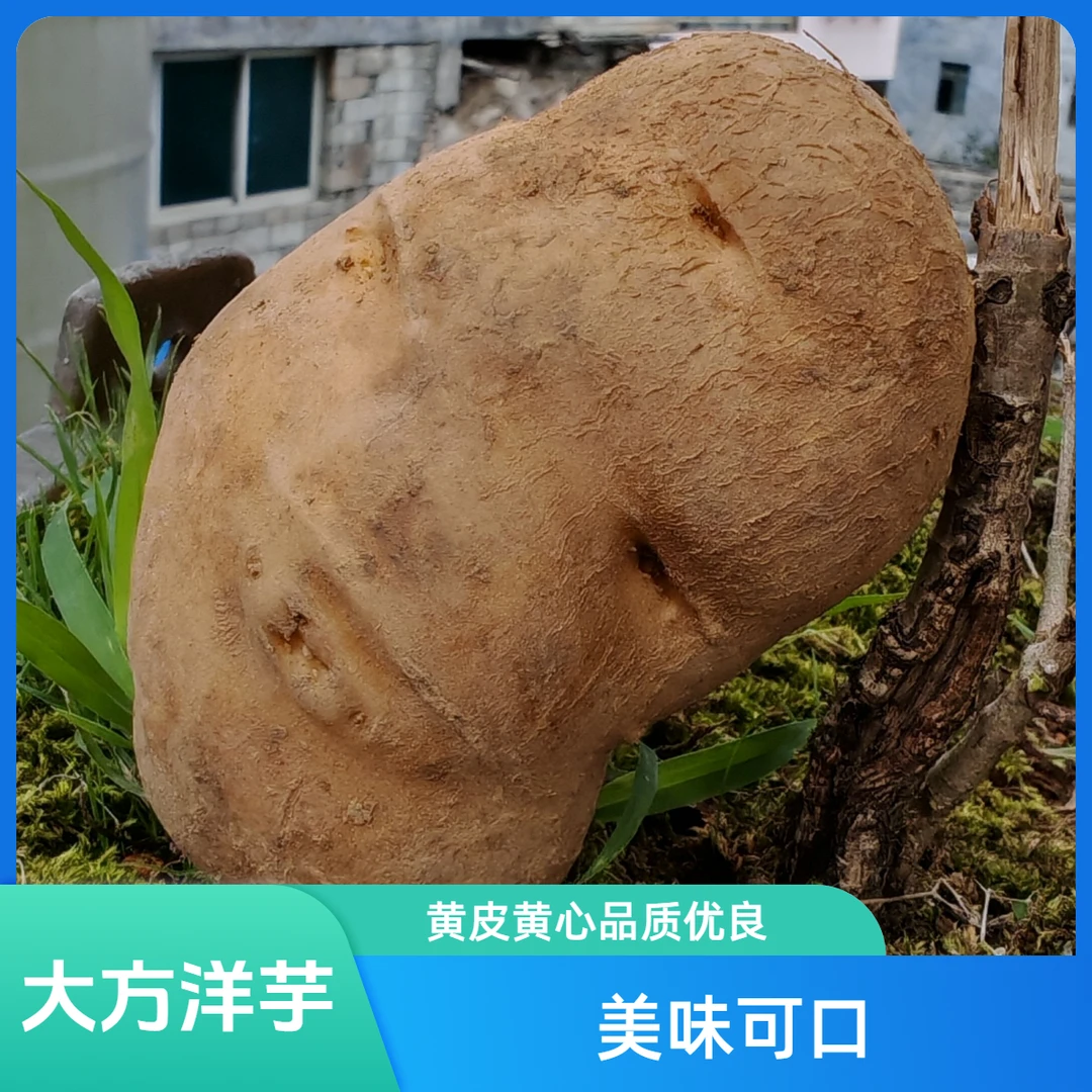 贵州大方洋芋黄皮黄心散户农家米拉洋芋坑洼有土豆味的高山小土豆