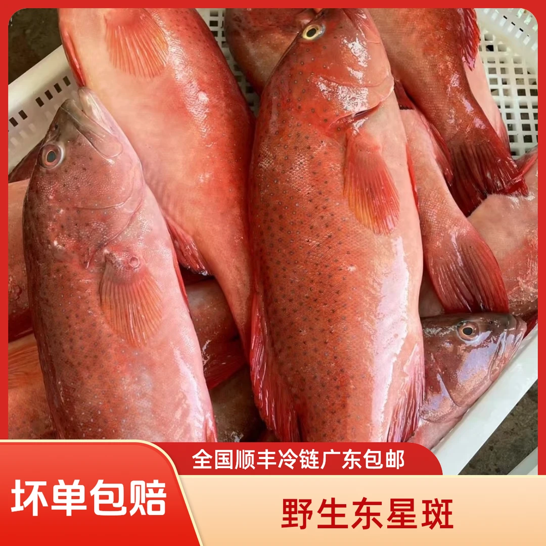 汕尾本港野生 东星斑鱼 现称现拍