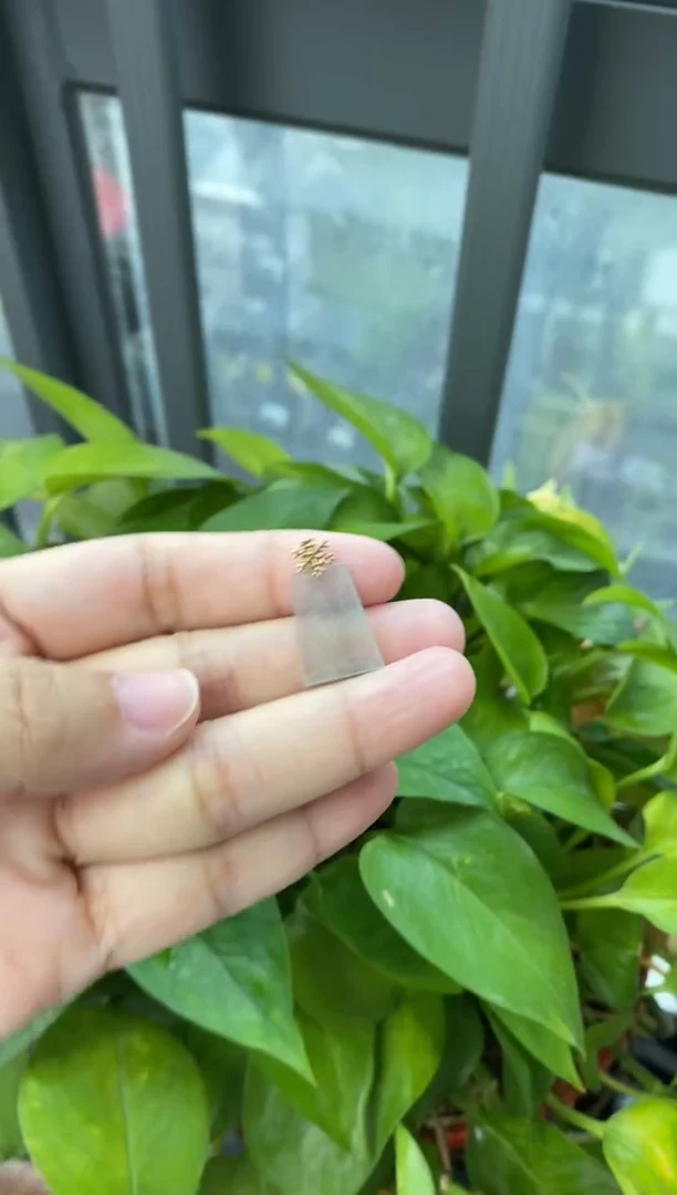 翡翠18K金镶嵌颈饰无事牌