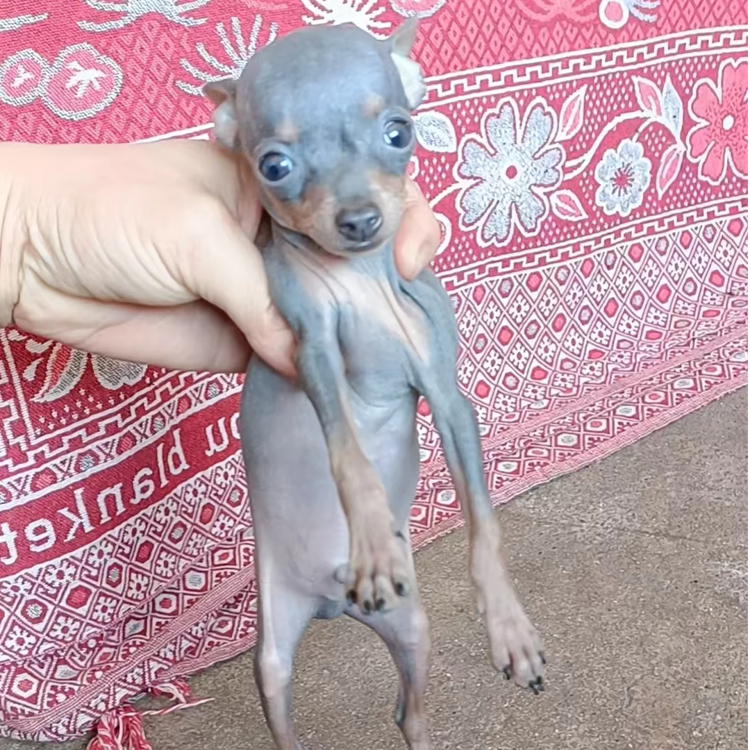 小鹿犬活体幼犬迷你宠物狗小型犬陪伴犬小狗