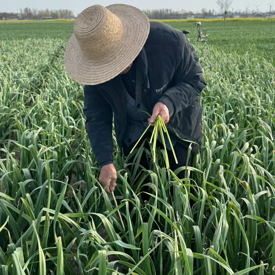2025河南蒜苔新鲜采摘头茬红帽嫩蒜薹露天种植应季蔬菜现摘现发