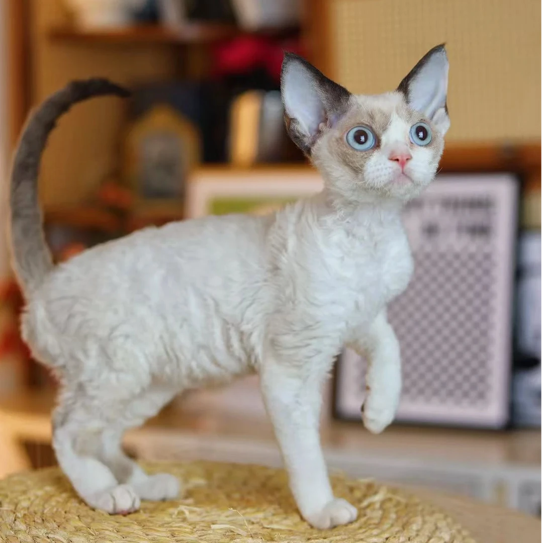 雪绒海豹山猫重点加白包子的德文金渐层小狗卷毛猫