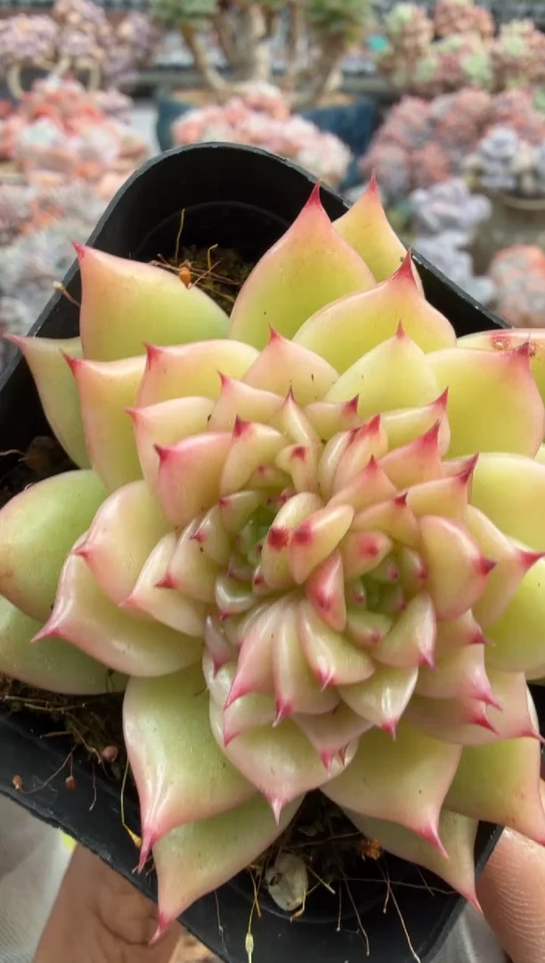 东云多肉园二店-524