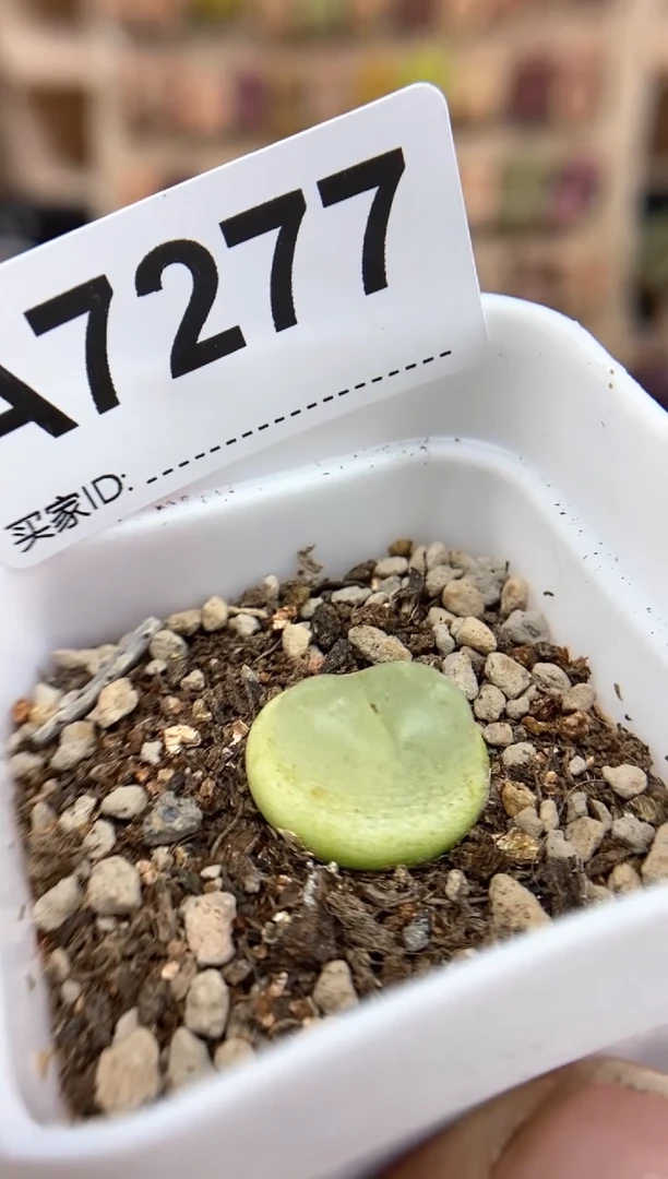 【闪购商品】7277直播间一物一拍