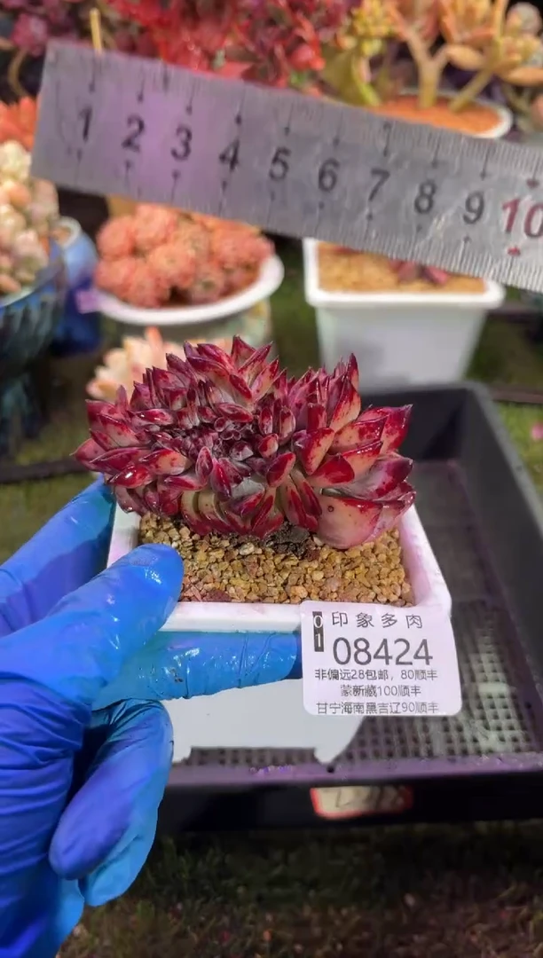 【闪购商品】08424