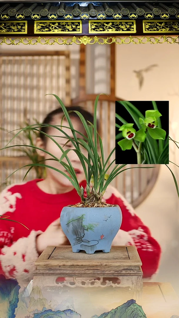 全部花苞春剑大富贵带紫砂盆4花