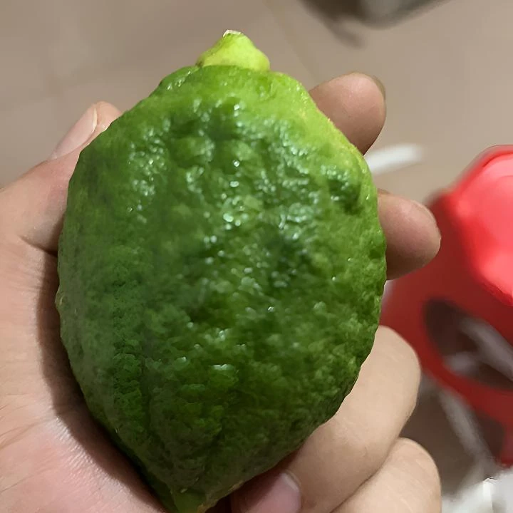 无籽广东香水柠檬鲜果产地直发奶茶店专用